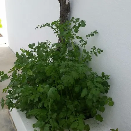 Casas Do Patheo * Óbidos